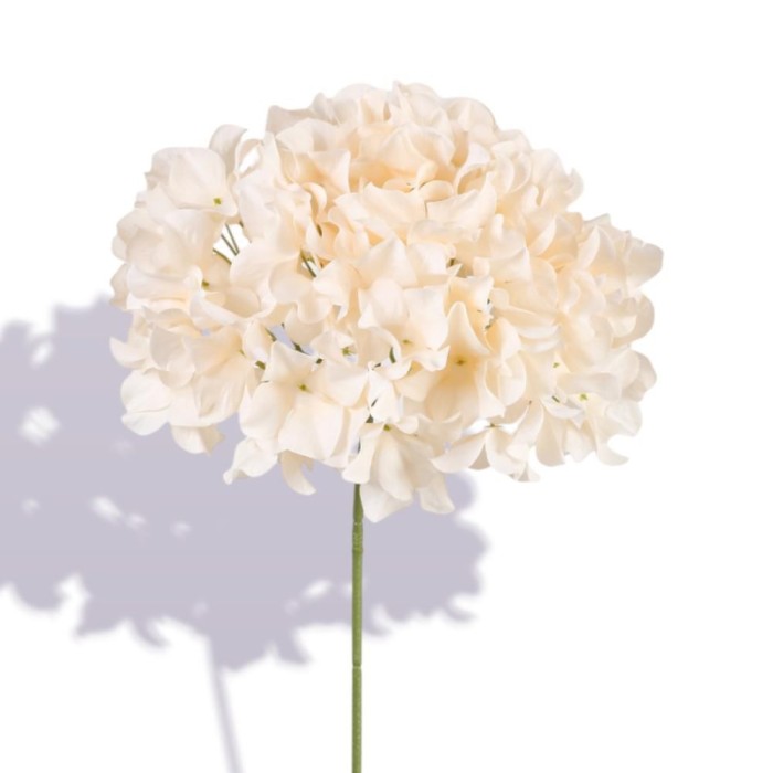 ORTENSIA SINGOLA CM.76   CHAMPAGNE